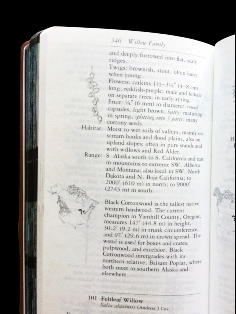 Vtg National Audubon Society Field Guide to North American Trees W Region 1980 - Picture 9 of 10